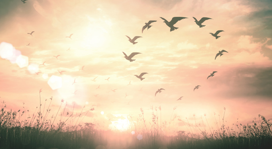 Birdsinthesky