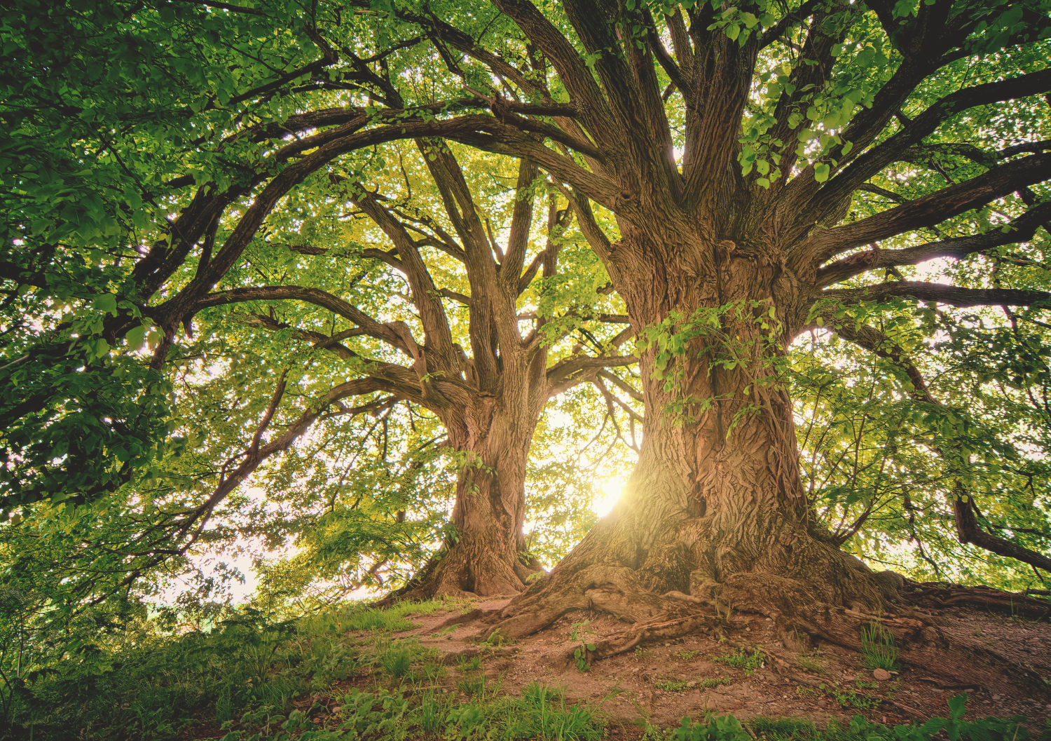 linktree